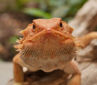 Bearded Dragon